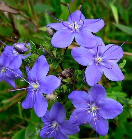 {Hydrolea corymbosa}